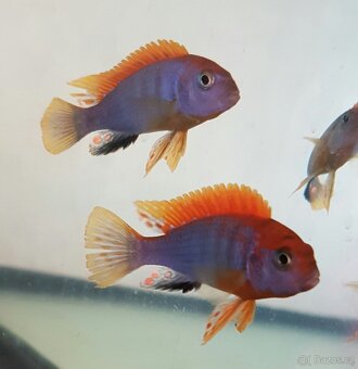 prodám skupinu Labidochromis hongi - 2