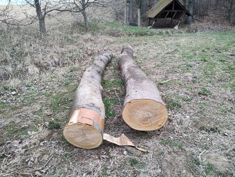 Třešňové kmeny - 2