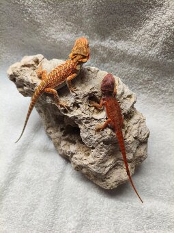 Agama vousatá - 2