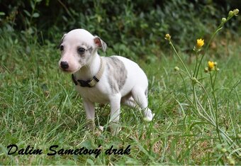 Whippet s PP (FCI) - 2