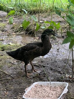 Indický běžec 🦆🦆 pár - 2