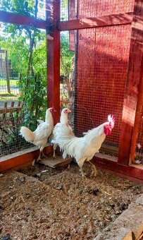 Slepice Ayam Katawa - 2