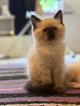 Ragdoll s PP - 2