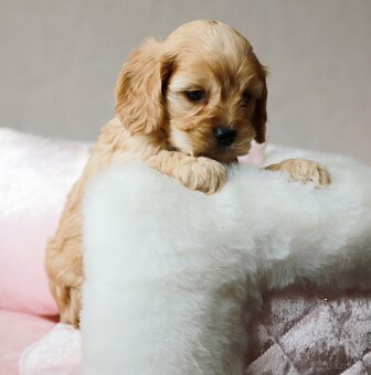 Cockapoo F1 - 2