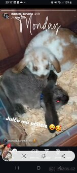 Zakrslý králík - 2