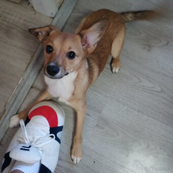 Prodám štěně čivavy a Jack Russel - 2