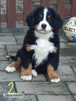 Bernský salašnícky pes - 2