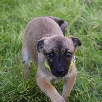 Samko hledá domov - 2