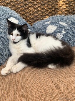 mainská mývalí kočka s PP - pět měsíců stáří - 2