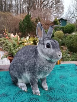 Zakrslý činčilový rex samička 94b - 2