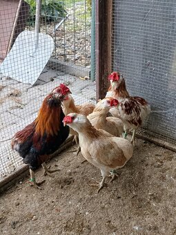 Araukana zdrobnělá pšeničná - 2