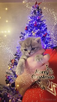 Predám Britské mačiatko - 2