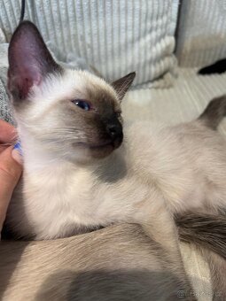 Thajský kocourek - 2