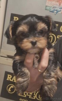 Yorkšírský teriér - 2