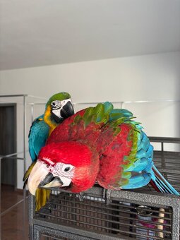 Ara zelenokridly - 2