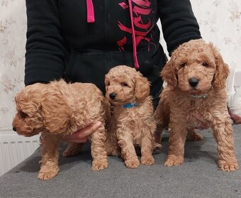 Pudel, pudl, pudlík s PP MADA - 2