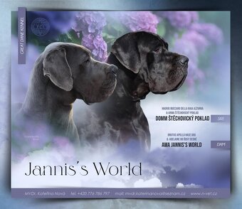 Německá doga modrá a černá s PP (FCI) - 2