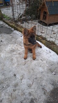 Německý ovčáķ - 2