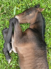 Lusitano hřebeček - 2