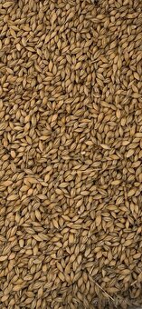 Pšenice, ječmen - 2