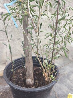 Kustovnice čínská/ goji Berry - 2