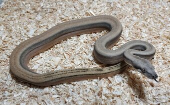 Boa imperator- Sharp Sunglow 66% het Sterling,Hypo Sterling - 2
