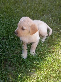 Zlatý retrívr/retriever - 2