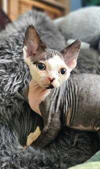 Devon rex kocourek s průkazem původu - 2