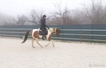 Pony klisna - 2