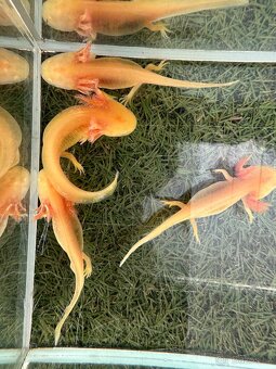 Nabízím mláďata axolotlů Golden Albino - 2
