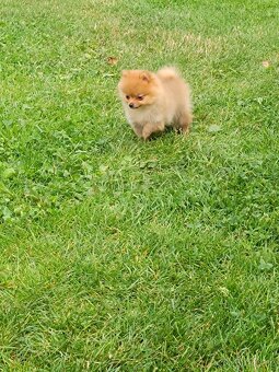 Nemecký špic, pomeranian - 2