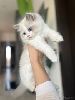 💙 Ragdoll koťátka s PP – k odběru od 10. 11. 💙 - 2