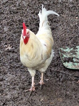 Kohout Leghorn - 2