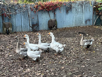 Cholmogorské husy - 2
