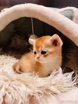 Britská koťáta zlaté činčily s PP pro chov - 2