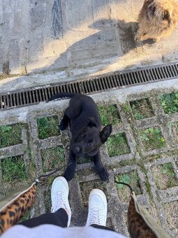 Německý ovčák - 2