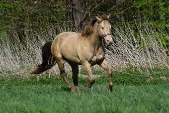 Připouštění AQH plemenným hřebcem Classic Champagne - 2