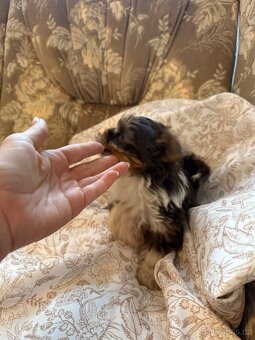 Prodám štěně fenku Jorkšírský teriér s PP - 2