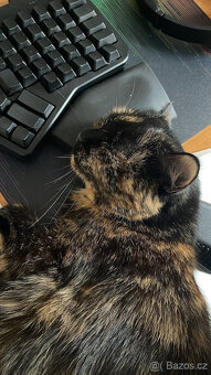 Daruji kočičku - 2