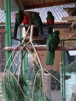 Papoušek královský - 2