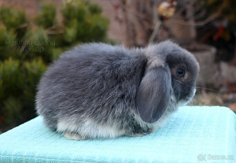 Zakrslý králíček MINILOP 🩷 holčička - 2