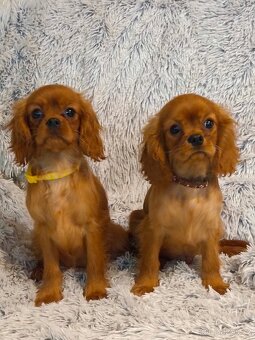 Kavalír King Charles Španěl - 2