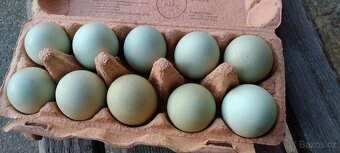 Násadová vejce araucana - 2