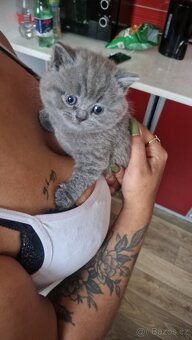 Britská koťata - 2