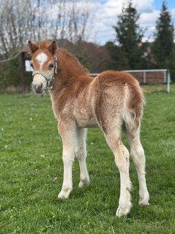 Welsh mountain pony - hřebeček - 2
