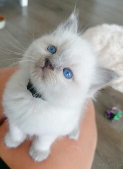 Ragdoll koťata - 2
