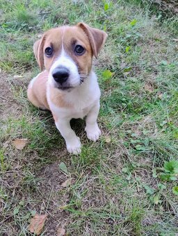 Jack Russell teriér - 2