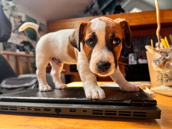 🐶✨ Okamžitě k odběru – Štěňátko Jack Russell - 2