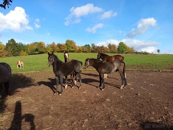 Letošní pony hřebeček - 2