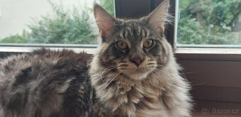 Mainska myvalia, Mainne coon,Mco mainský - 2